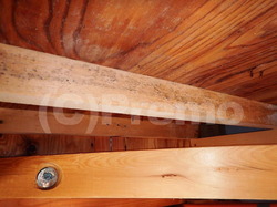 天井裏の木材と合板のカビ