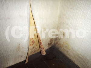地下居室に発生している壁紙のカビ