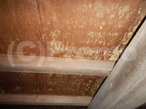 湿気の多い戸建床下のカビ