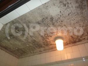 浴室塗装天井のカビ