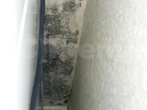 洗濯機裏クロス壁紙コンクリート下地からのカビ