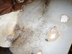 解体した壁下地石膏ボード裏のカビ