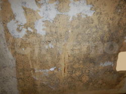 防カビ工事前壁紙下地石膏ボードのカビ