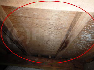 床下合板のカビ