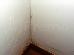 地下室膝下高に発生している壁紙のカビのサムネイル画像