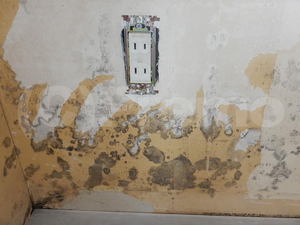 壁紙下地石膏ボードのカビは防カビ工事で対応可能