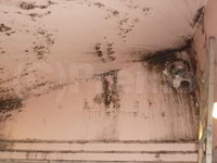 施設浴室塗装壁天井のカビ