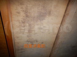 床下木材合板のカビ