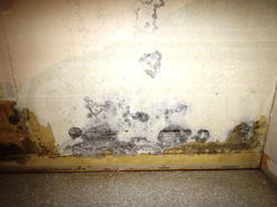 賃貸住宅壁紙石膏ボード下地のカビ