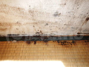 結露する和室壁紙と畳のカビ