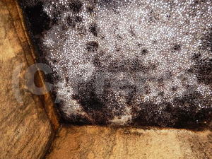 天井コンクリートと断熱材結露と黒カビ