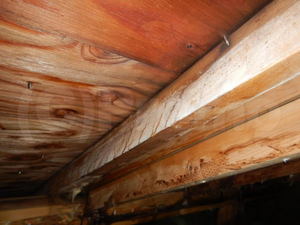 屋根裏木材のカビ