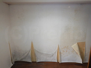 壁紙と石膏ボード下地のカビ