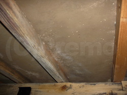 漏水事故による床下合板カビ