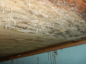 床下基礎内断熱工法合板のカビ
