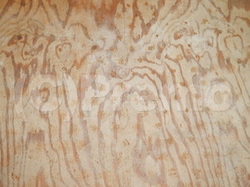 畳荒床のカビのサムネイル画像