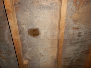 戸建住宅床下合板カビ
