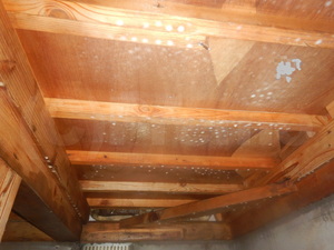 床下合板カビ殺菌消毒後防カビ施工