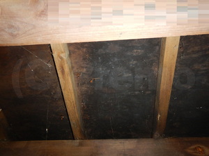 床下合板にベッタリ発生している黒カビ