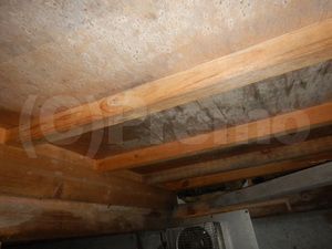 戸建住宅床下木材合板カビ