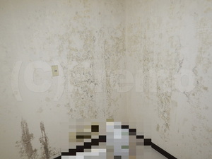 地下室壁紙張替え１年未満カビ