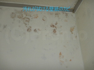 汚れが拭ける壁紙のカビ