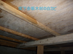 床下合板木材の白カビ
