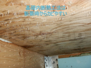 竣工前の床下基礎内断熱工法のカビ