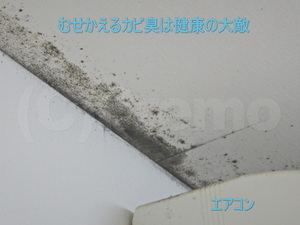 酷いカビ臭を放つ天井壁紙カビ