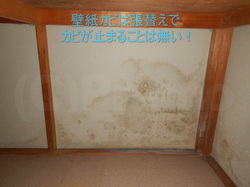 壁紙カビは壁紙下地にカビが発生していることが多い