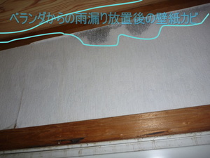 ベランダ雨漏りによる壁紙カビ