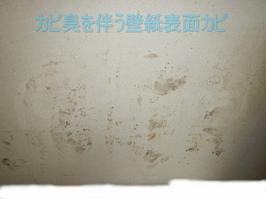 カビ臭を伴う壁紙表面カビ