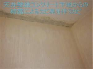 天井コンクリート下地直張り壁紙結露によるカビ