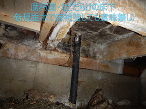 床下が低い住宅の腐朽菌とカビ