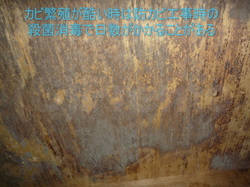 殺菌消毒でカビ残しが沢山ある床下合板