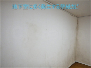 地下室に多い壁紙カビ