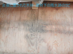 合板に置かれた建材・木材跡の雨水によるカビ