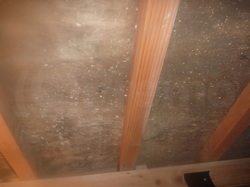 雨水侵入による床下合板カビ