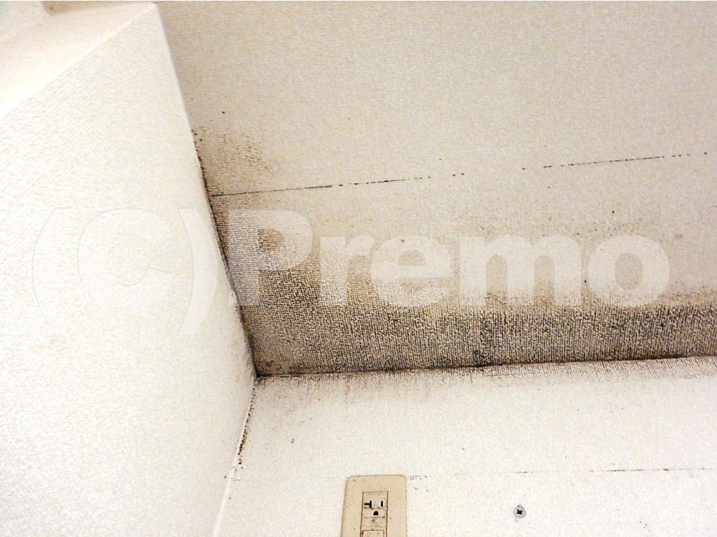 マンション天井のコンクリート下地壁紙直張り部屋のカビ対策 有限会社プレモ 埼玉 東京の防カビ工事専門業者