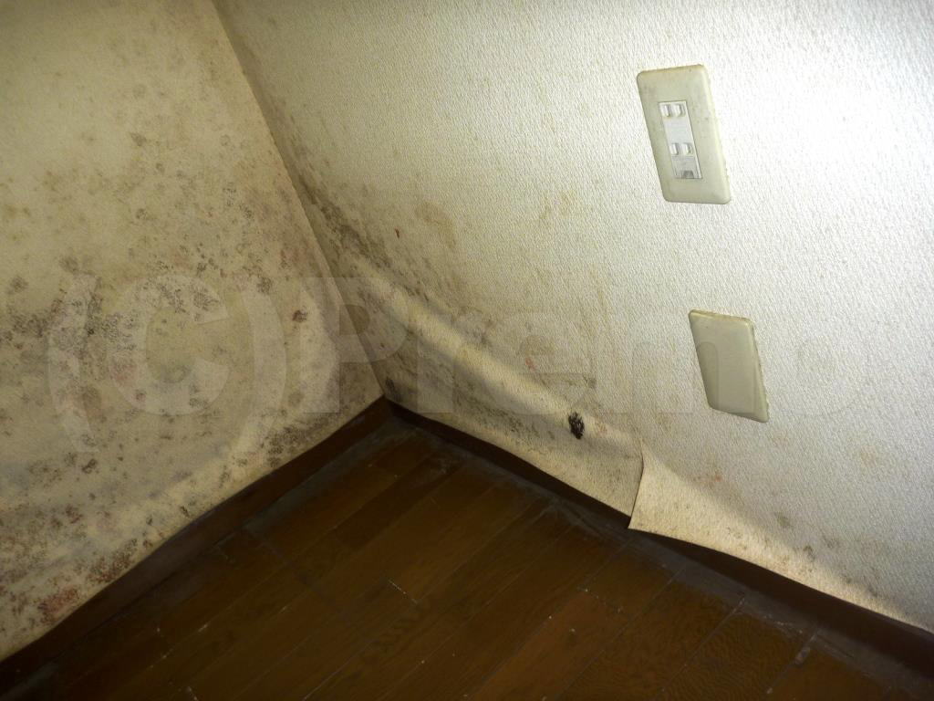 地下室壁紙のカビは早めの対策を 有限会社プレモ 埼玉 東京の防カビ工事専門業者