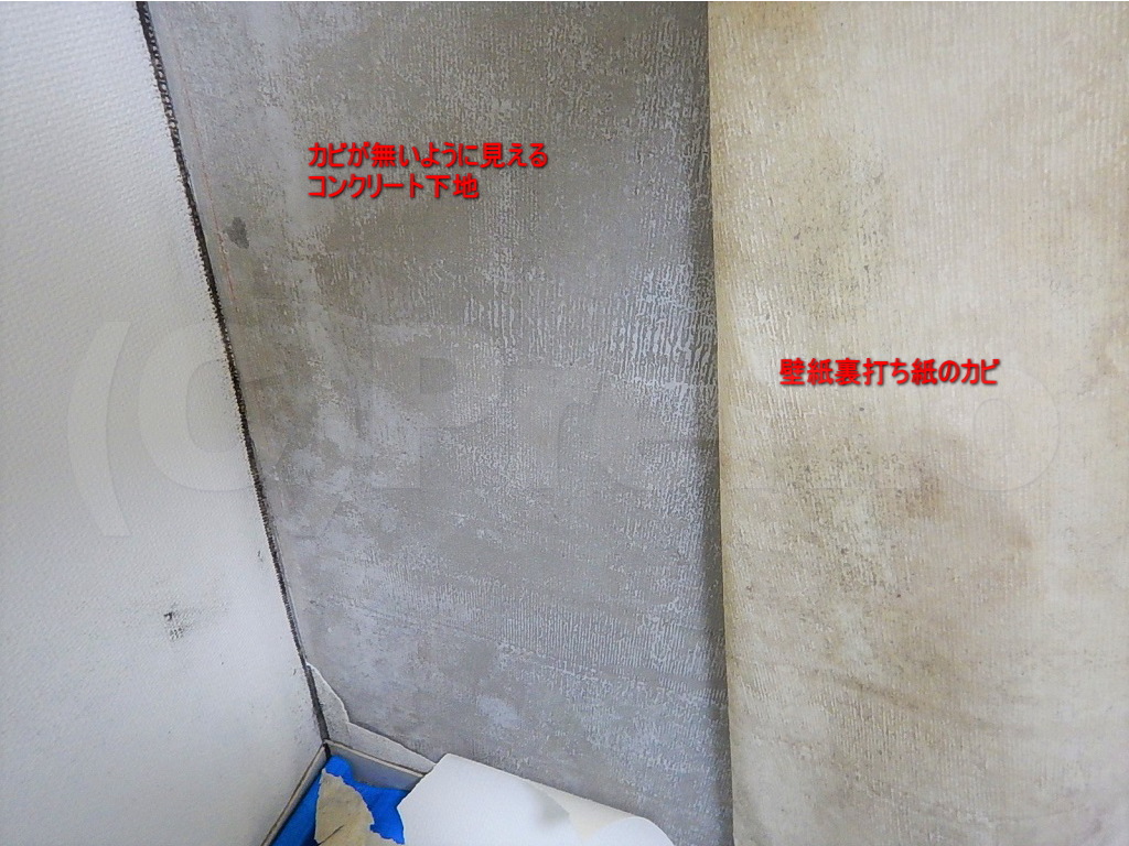壁紙剥がした際の下地にカビが無い時は 有限会社プレモ 埼玉 東京の防カビ工事専門業者