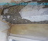 加湿器と結露による壁紙下地カビの画像