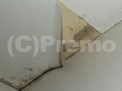 コンクリート下地天井に発生する壁紙のカビ