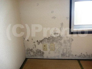 原状回復工事後住んでいない部屋の壁紙下地に発生するカビ