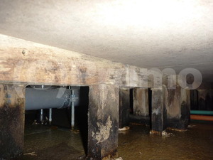 マンション漏水事故後の床下木部のカビ