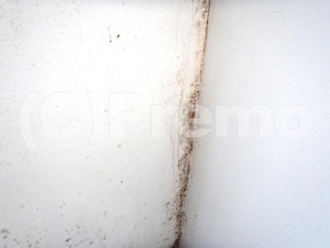 断熱塗料に発生した室内のカビ