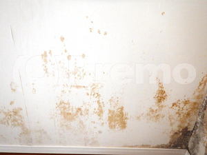 地下居室の珪藻土壁紙に発生したカビ