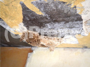 カビ臭いクロス壁紙コンクリート下地天井のカビ