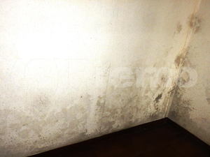 傾斜地戸建地下室のクロス壁紙のカビ