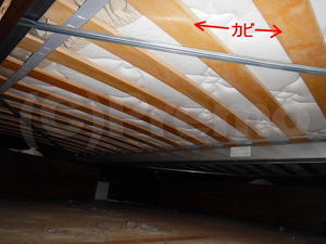 半地下にあるベッドのカビ